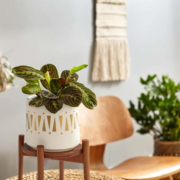 Five-Ways-Interior-Designers-Use-Plants پنج روشی که طراحان داخلی از گیاهان استفاده می کنند