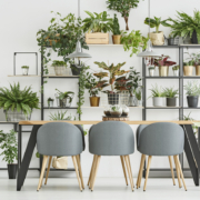 Top-benefits-of-using-plants-in-interior-design مزایای برتر استفاده از گیاهان در طراحی داخلی