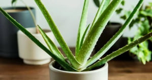 آلوئه ورا (Aloe Vera)
