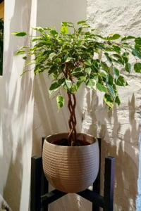 فیکوس بنجامینا (Ficus Benjamina)