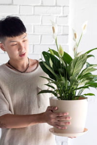 سوسن صلح (Spathiphyllum)