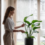 6 گیاهی که پروژه های طراحی داخلی شما را بهبود می بخشد