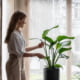 6 گیاهی که پروژه های طراحی داخلی شما را بهبود می بخشد