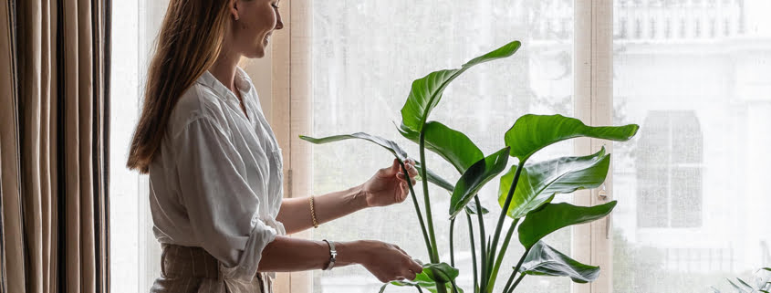 6 گیاهی که پروژه های طراحی داخلی شما را بهبود می بخشد