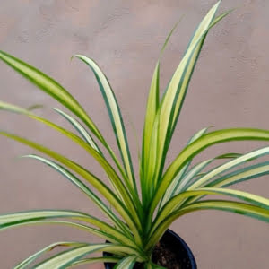گیاه عنکبوتی (Chlorophytum Comosum)